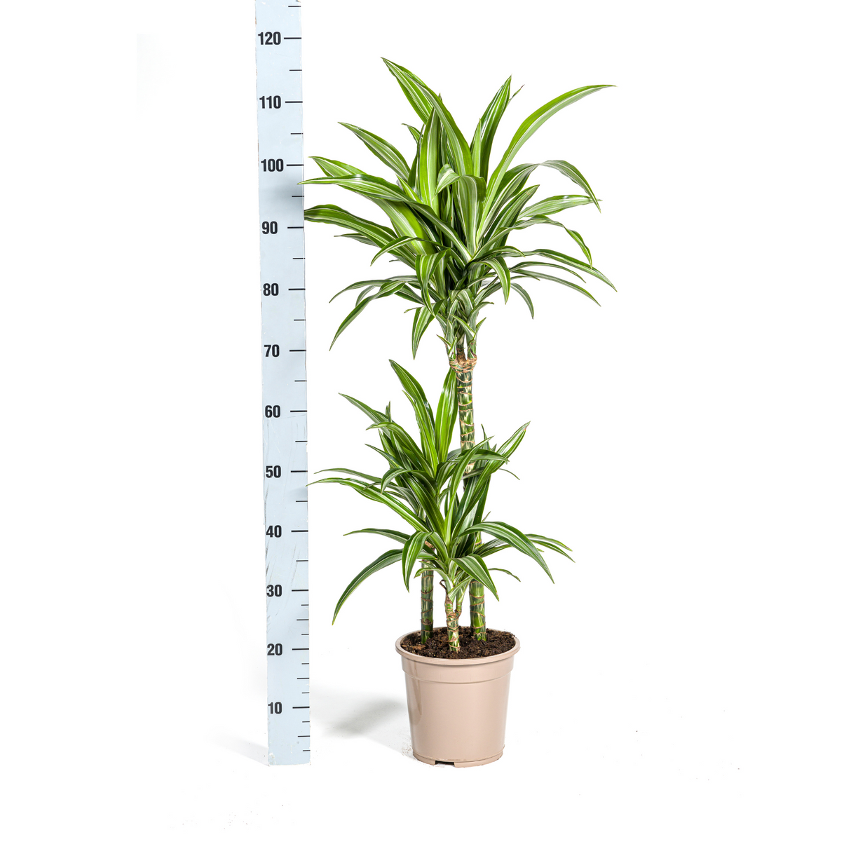 Dracaena White Stripe avec cache-pot