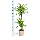 Dracaena White Stripe avec cache-pot