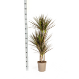 Dracaena Marginata Magenta