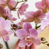 Orchidée Phalaenopsis vieux rose Mineral Treviso - H 35 cm, pot Ø9 cm