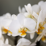 Orchidée Phalaenopsis blanche Blossom Lausanne avec cache-pot Diabolo rouge foncé à réserve d'eau
