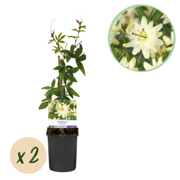 Passiflore Avalanche - 2 plants