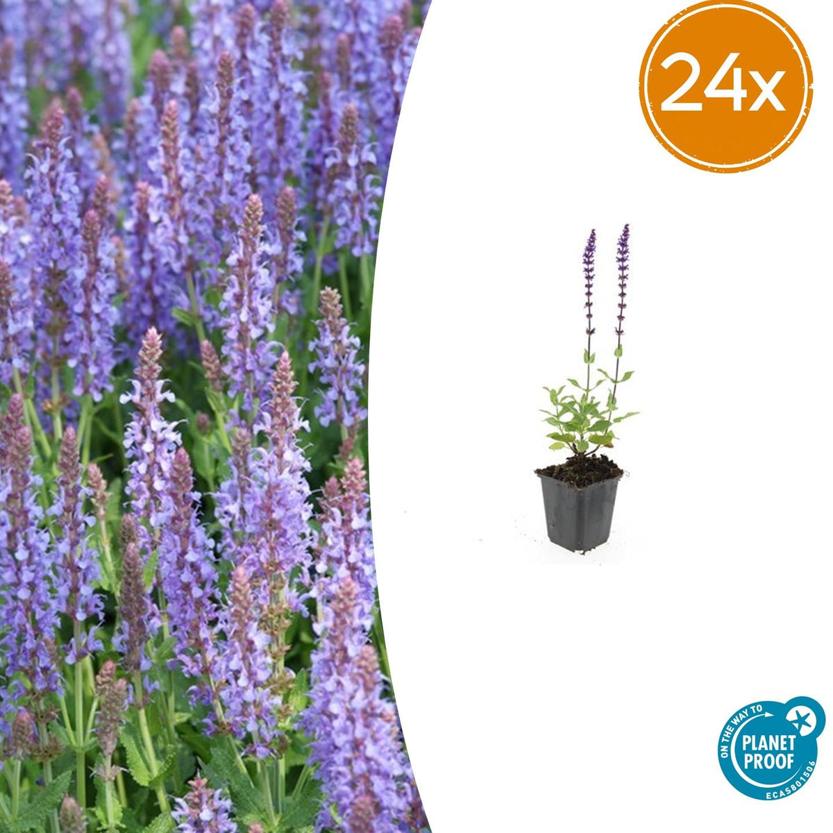 Sauge des bois Caradonna en godet - Salvia nemorosa - H 10-25 cm, pot Ø9 cm - photo 8
