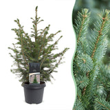 Épicéa de Serbie - Picea omorika - H 70 cm, pot Ø23 cm - photo 6