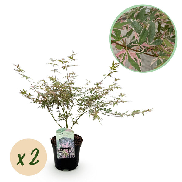 Érables du Japon Iyoshi - 2 plants