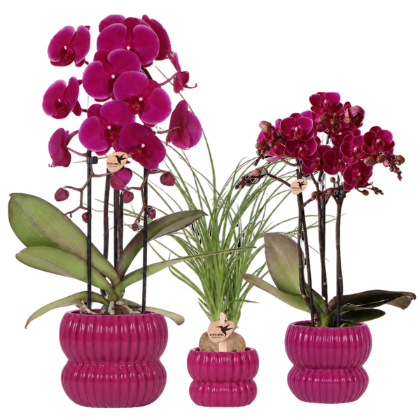 Orchidées violettes et Beaucarnea avec cache-pots Horizon violets - lot de 3 - pots Ø6 à Ø12 cm