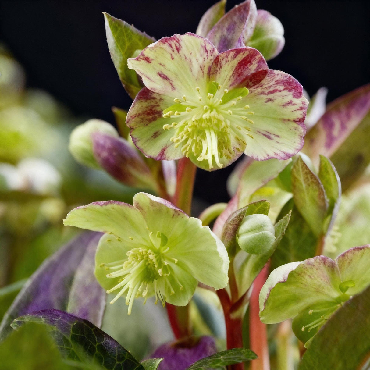 Hellébore livida Purple Marble – Pot 14 cm – Hauteur 35 cm