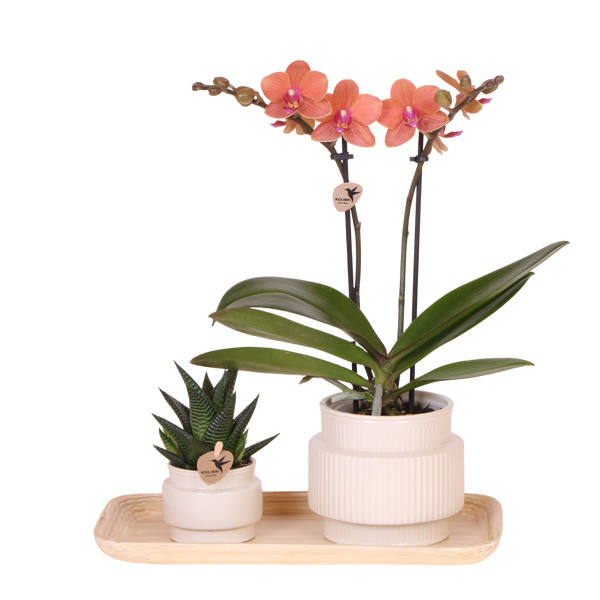 Orchidée Phalaenopsis orange Mineral Bolzano et succulente - coffret Allure blanc - pot Ø9 cm