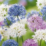 Ail d'ornement en mélange Buzzing Beauties - 120 bulbes