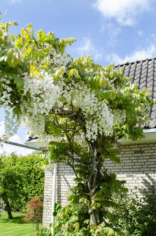 Glycine du Japon Alba - Wisteria floribunda