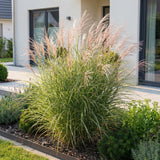 Eulalie Morning Light - Miscanthus sinensis - H 15-25 cm, pot Ø11 cm - photo 6