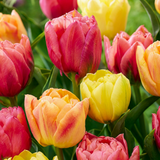 Tulipe en mélange Symbiosa - 96 bulbes