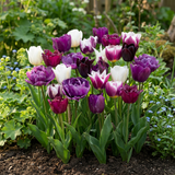 Tulipe Blueberry en mélange