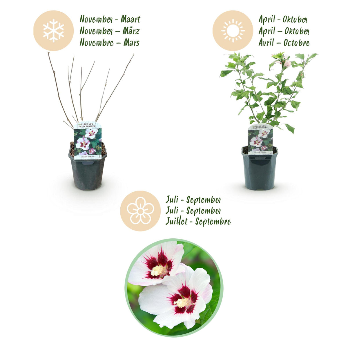 Green boutiQ - Planta de jardín - Hibiscus syriacus Hamabo - Hibiscus de jardín - Resistente al invierno - Blanco - Rosa - 3 Plantas - Maceta 17cm - Altura 45cm