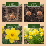 Narcisse February Gold