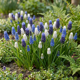 Muscari Magic en mélange - calibre 7/8