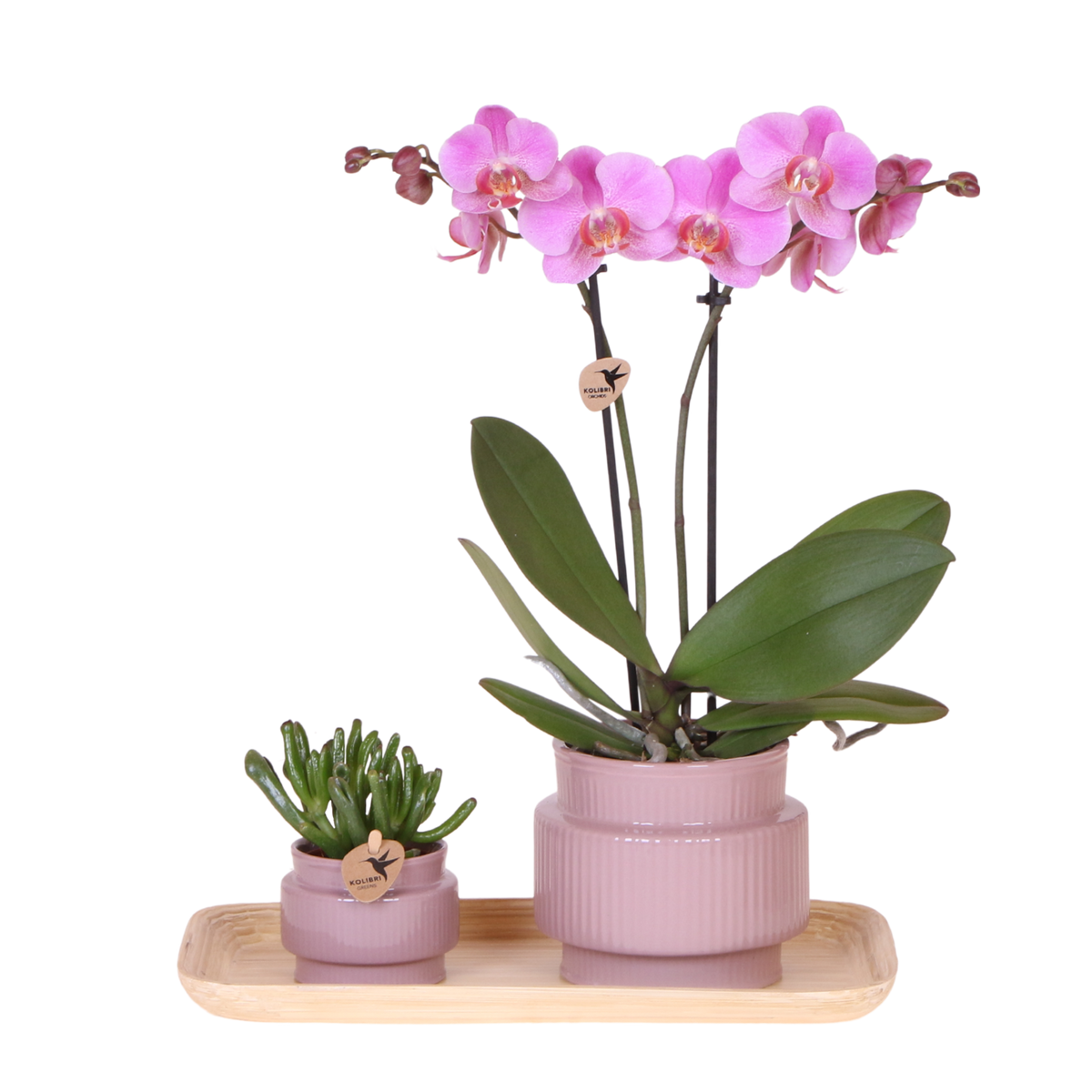 Orchidée Phalaenopsis rose-violet Mineral Frederikstad et succulente - coffret Allure violet - pot Ø9 cm
