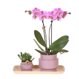 Orchidée Phalaenopsis rose-violet Mineral Frederikstad et succulente - coffret Allure violet - pot Ø9 cm
