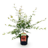 Érable du Japon Pink Dwarf - Acer palmatum - H 70 cm, pot Ø19 cm