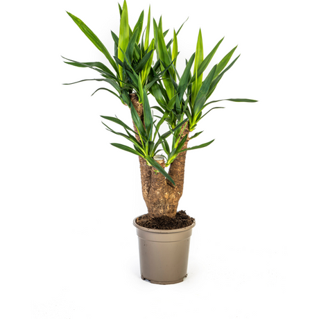 Yucca Branchu (Vertakt)