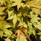Érables du Japon Summergold - 2 plants - H 70 cm, pot Ø19 cm