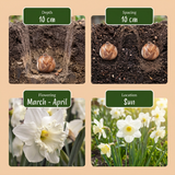 Mélange de bulbes à fleurs pour jardin ensoleillé - calibre 10/12