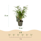 Green boutiQ - Bamboe - Fargesia Rufa - Bladhoudend - Niet Woekerend - Groen - 6 Planten - Pot 14cm - Hoogte 35cm