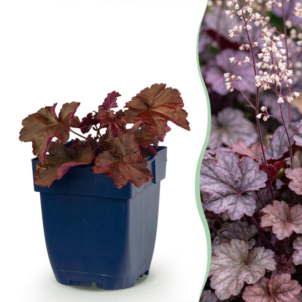 Heuchère Palace Purple - H 15-25 cm, pot Ø11 cm