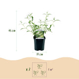 Green boutiQ - Planta de Jardín - Buddleja davidii Tricolour - Arbusto de Mariposas - Resistente al Invierno - Azul - Rosa - Blanco - 3 Plantas - Maceta 17cm - Altura 45cm