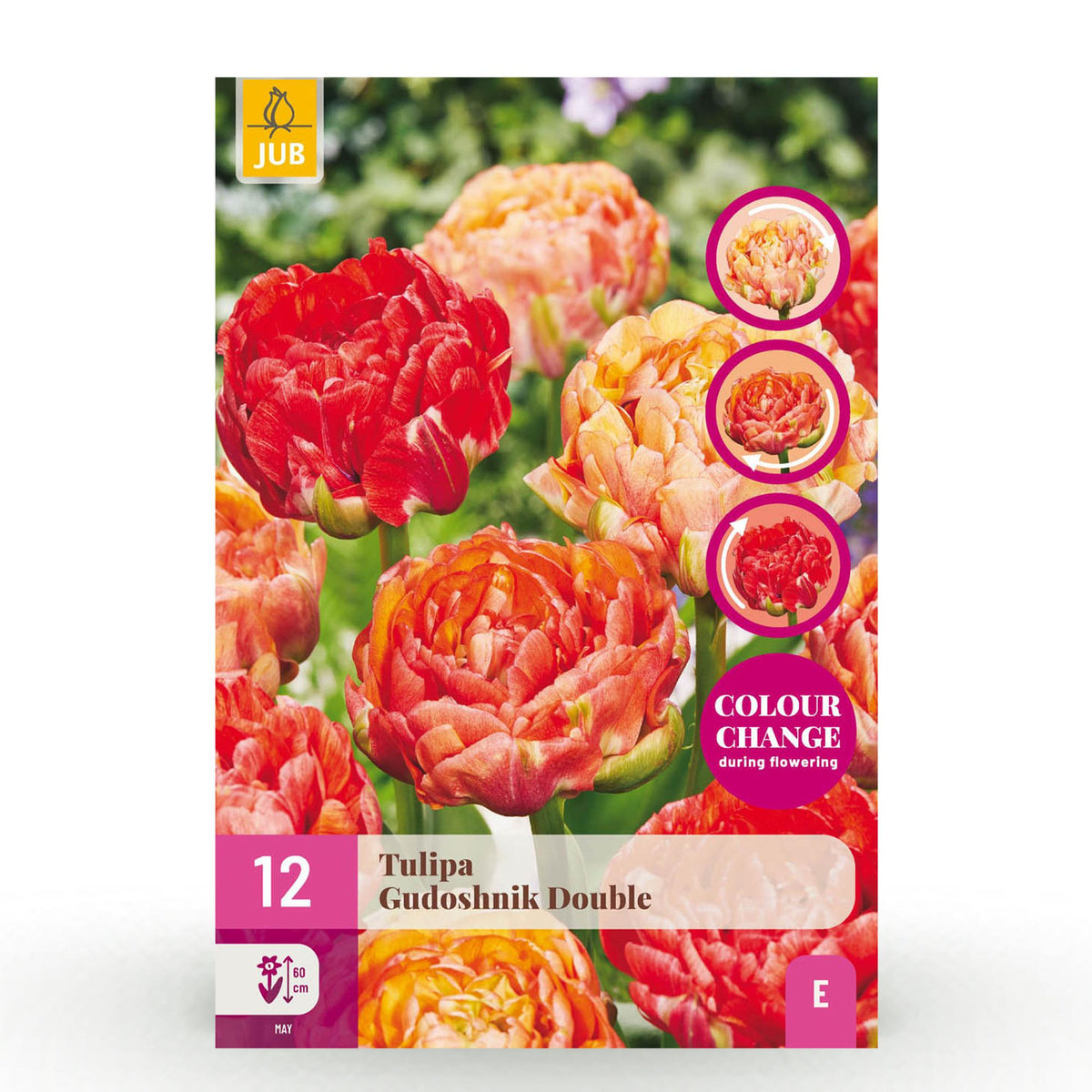 Tulipe Gudoshnik Double - calibre 11/12