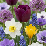Mélange de bulbes de printemps, grande quantité - 500 bulbes