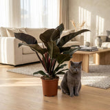 Philodendron Imperial Red | Pot 19 cm