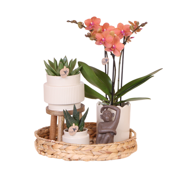 Orchidée Phalaenopsis orange Mineral Bolzano et 2 succulentes - coffret Desert Summer blanc - pot Ø9 cm