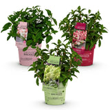 Green boutiQ - Planta de Jardín - Hortensia Paniculata Groundbreaker Blush - Greeny - Ruby - Hortensia Paniculada - Compacta - Rosa-Verde-Rojo - 3 Plantas - Maceta 14cm - Altura 20-25cm