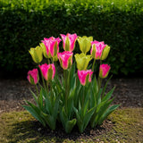 Tulipe Strawberry Lemonade en mélange - calibre 11/12
