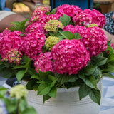 La Green Touch - Planta de Jardín - Hortensia Endless Summer Summer Love Red - Hortensia - Resistente al Invierno - Rojo - 1 Planta - Maceta 14cm - Altura 20-25cm