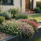Thyms couvre-sol en mélange de coloris - Thymus praecox - H 15-25 cm, pot Ø11 cm - photo 6