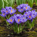 Crocus bleu - calibre 7/8