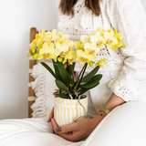 Orchidée Phalaenopsis jaune Blossom Albenga - H 35 cm, pot Ø9 cm