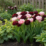 Tulipe Sweet Desire en mélange - calibre 11/12