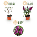 Buddleia Little Ruby - H 20-25 cm, pot Ø12 cm