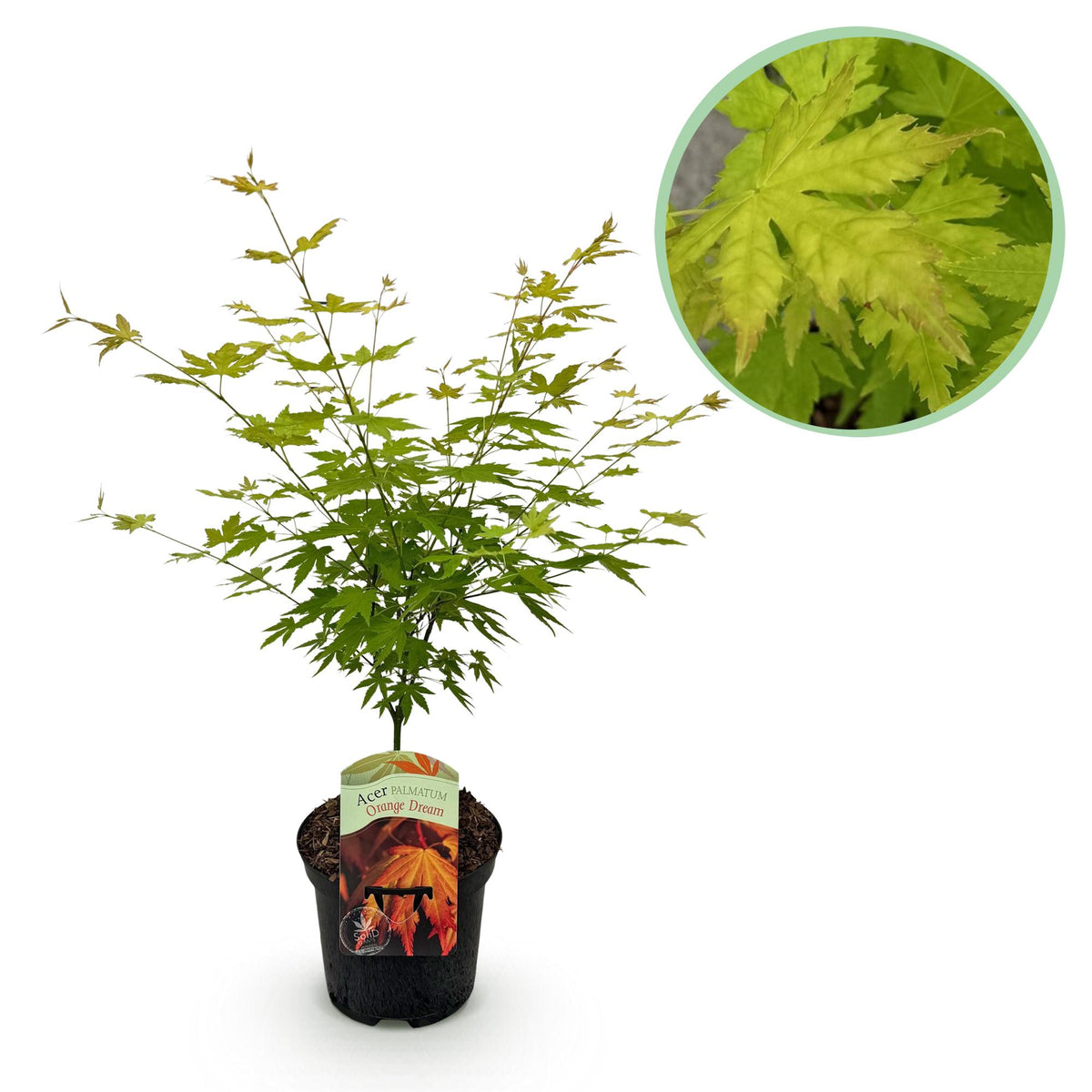 Érable du Japon Orange Dream - Acer palmatum - H 70 cm, pot Ø19 cm