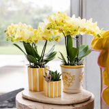 Orchidée Phalaenopsis jaune Blossom Albenga - H 35 cm, pot Ø9 cm
