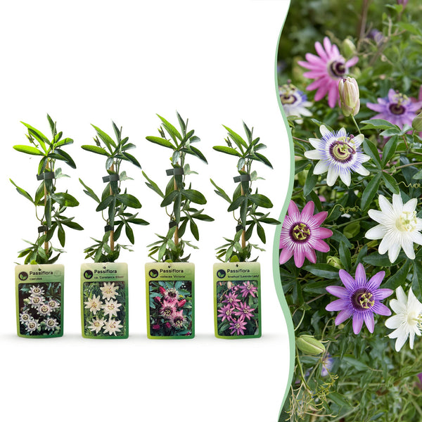 Passiflores arc-en-ciel - lot de 12 plants - pot Ø9 cm
