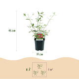 Arbre aux papillons Royal Red - Buddleja davidii - 3 plants - H 45 cm, pot Ø17 cm