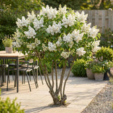 La Green Touch - Planta de Jardín - Syringa vulgaris Mme Lemoine - Lila Común - Resistente al Invierno - Blanco - 1 Planta - Maceta 17cm - Altura 45cm