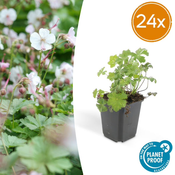 Géranium vivace Biokovo en godet - Geranium x cantabrigiense - H 10-25 cm, pot Ø9 cm