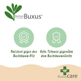 Buis Skylight en pyramide - H 60-70 cm, pot Ø23 cm