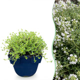 Thym rampant blanc Albiflorus - Thymus praecox - H 15-25 cm, pot Ø11 cm