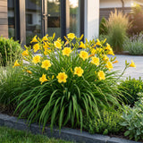 Hémérocalle naine Stella d'Oro - H 15-25 cm, pot Ø11 cm